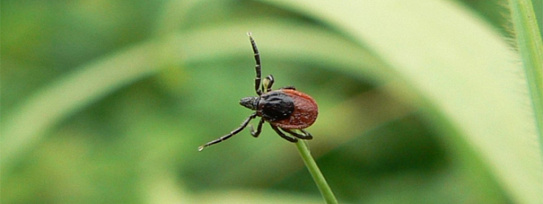 Сезон активности клещей